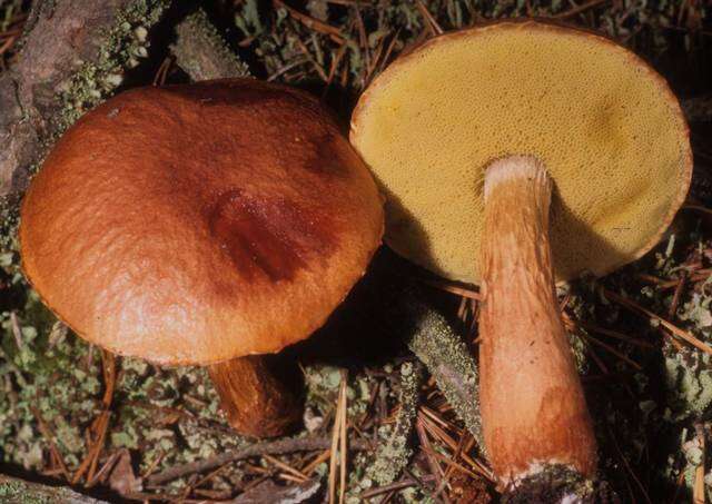 Image of Aureoboletus projectellus (Murrill) Halling 2015