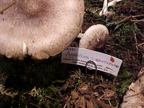 Слика од Agaricus subrutilescens (Kauffman) Hotson & D. E. Stuntz 1938