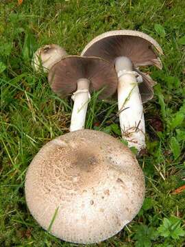 Image of Agaricus