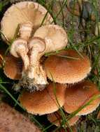 Image of Pholiota