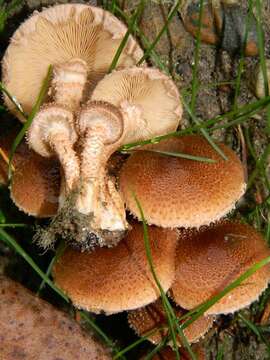 Pholiota resmi