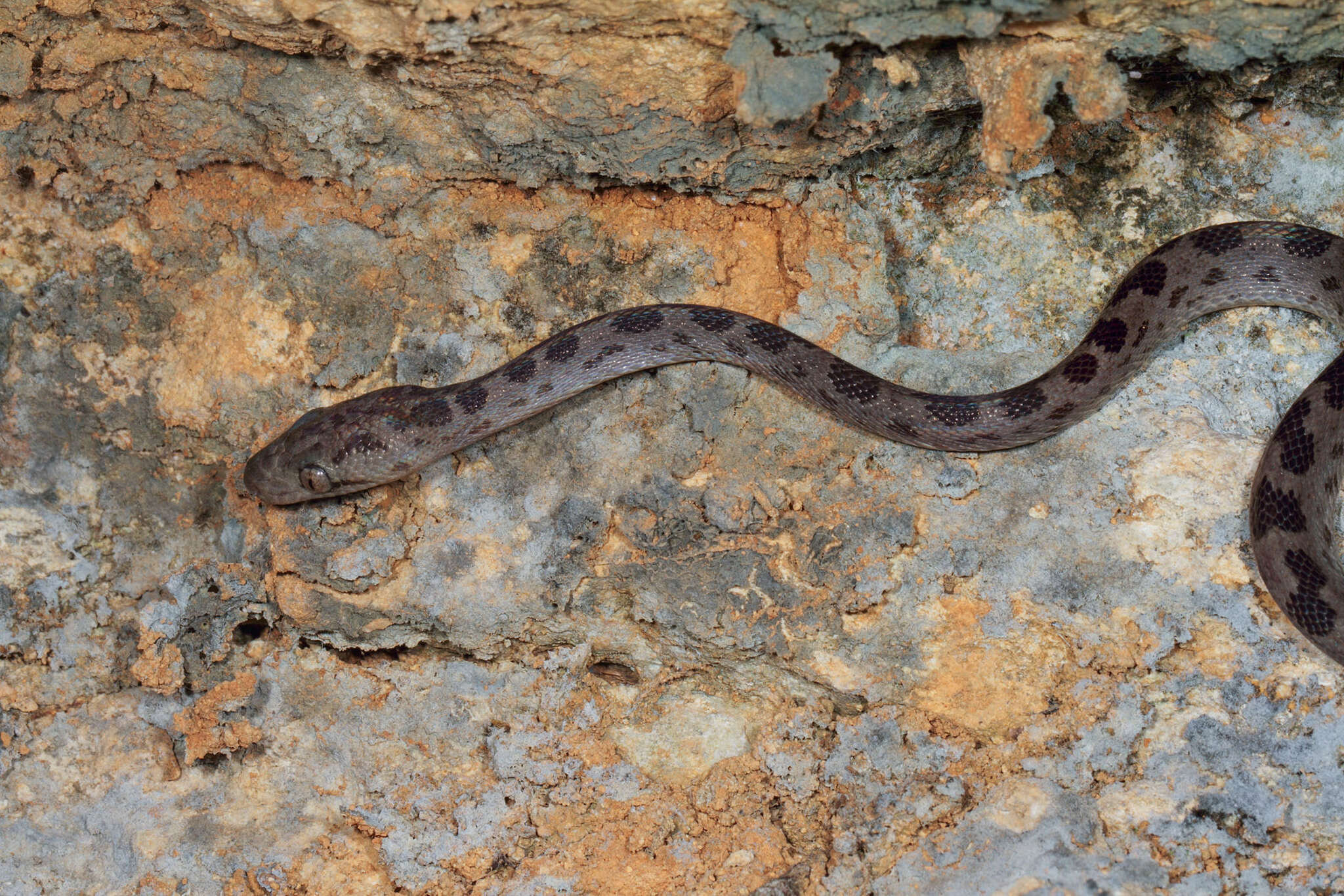 Image of Hispaniola Boa