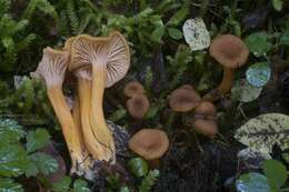 Image of Craterellus