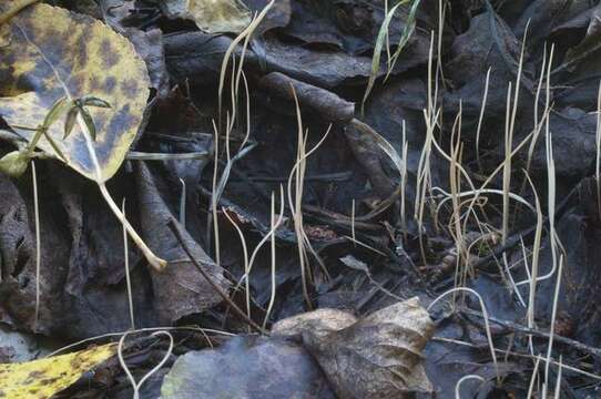 Image of Typhulaceae