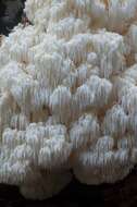 صورة Hericium abietis (Weir ex Hubert) K. A. Harrison 1964