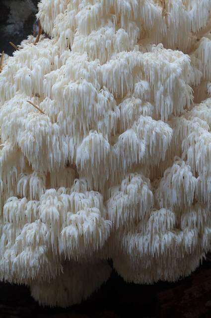 Image of Hericium abietis (Weir ex Hubert) K. A. Harrison 1964