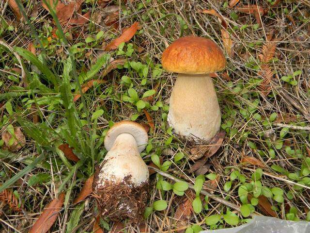 Image of Boletus