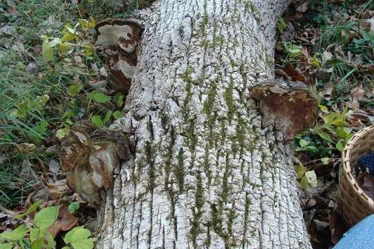 Image of Perenniporia