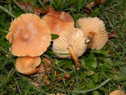 Image of Marasmius