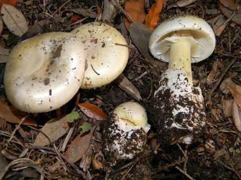 Image of Amanita