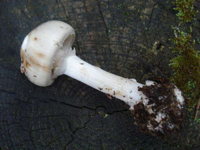 Plancia ëd <i>Amanita cornelihybrida</i> K. W. Hughes, Tulloss & Rodrig. Cayc.