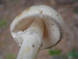 Image of <i>Amanita cornelihybrida</i> K. W. Hughes, Tulloss & Rodrig. Cayc.