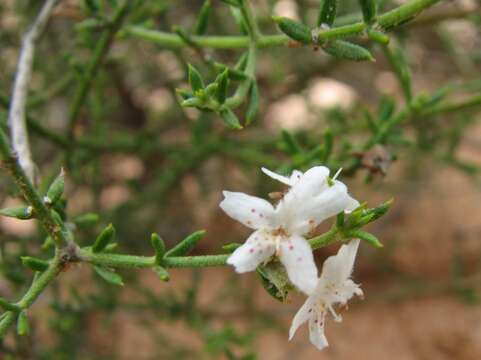 Image of Westringia rigida R. Br.