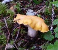 Image of Cantharellus cascadensis Dunham, O'Dell & R. Molina 2003