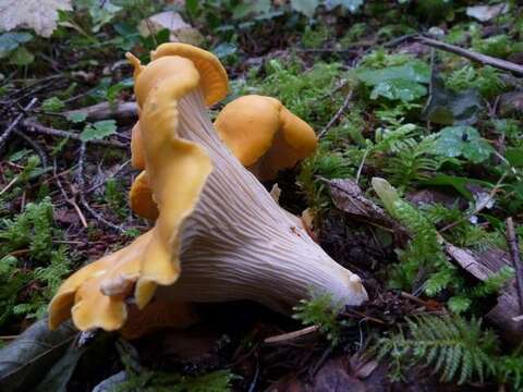 Cantharellus cascadensis Dunham, O'Dell & R. Molina 2003 resmi