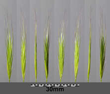 Image of compact brome