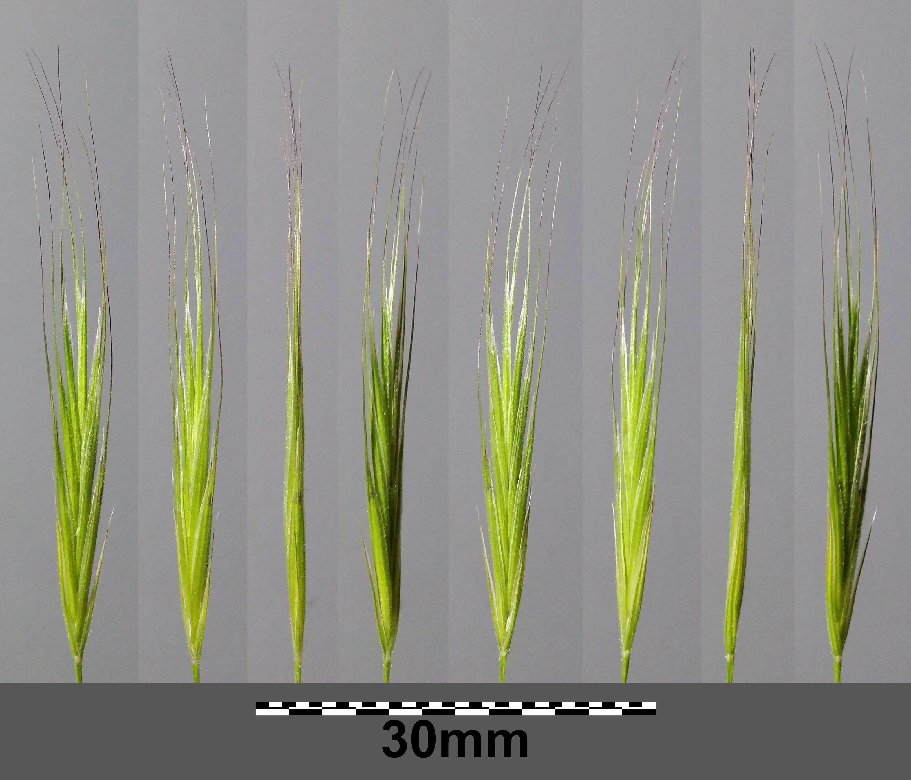 Image of compact brome