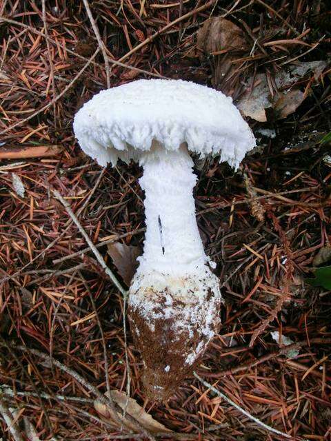 Plancia ëd Amanita smithiana Bas 1969