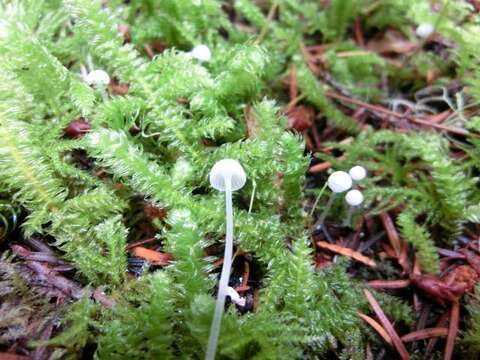 Image of Hemimycena delectabilis (Peck) Singer 1943