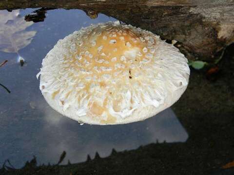 صورة Hemipholiota