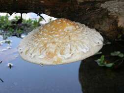 Image of Hemipholiota