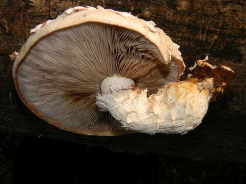 Image of Hemipholiota