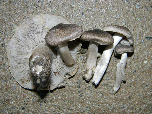 Image de Tricholoma