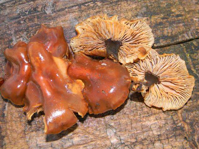 Plancia ëd Flammulina