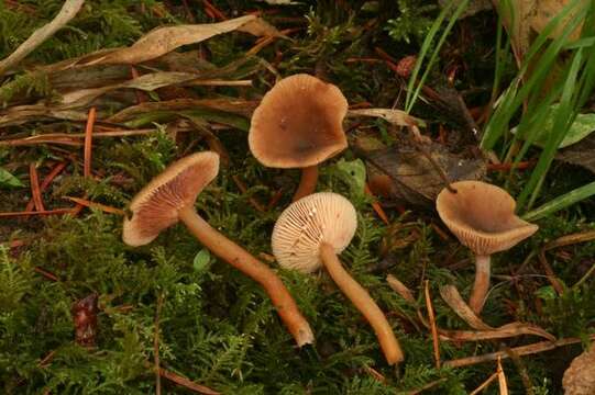 Image of Lactarius occidentalis A. H. Sm. 1960