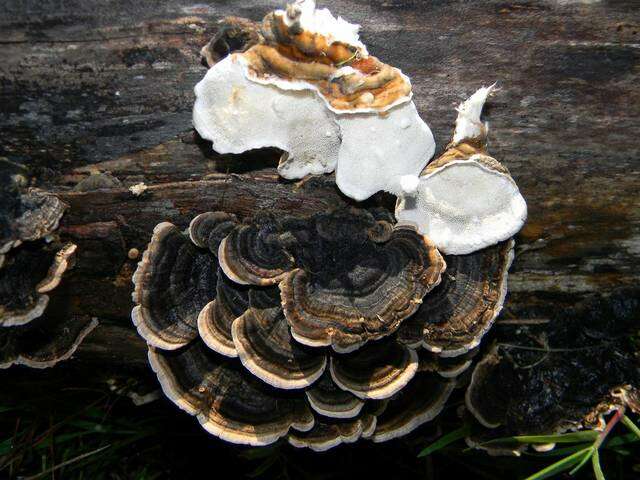 Image of Trametes