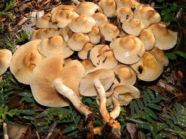 Image of Pholiota