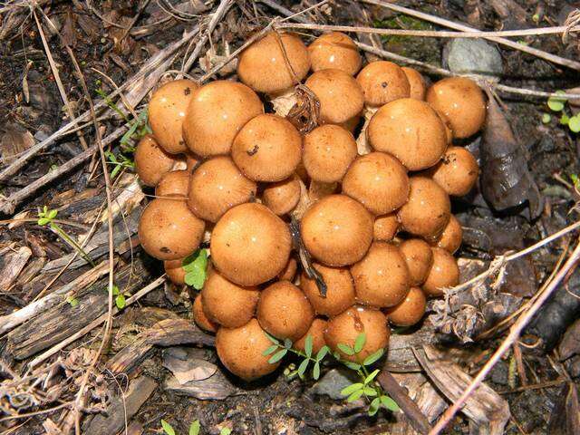 Image of Pholiota