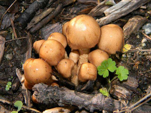 Image of Pholiota