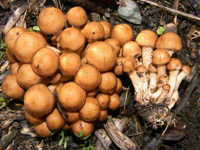 Image of Pholiota