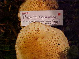 Pholiota resmi