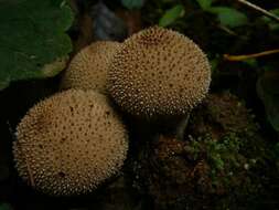 Imagem de Lycoperdon