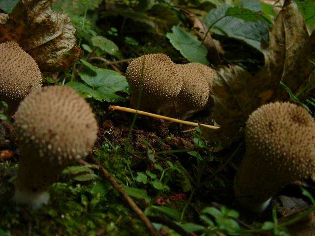 Imagem de Lycoperdon