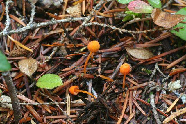 Sivun Mycena strobilinoidea Peck 1893 kuva