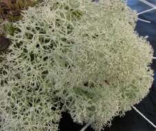 Image of star reindeer lichen