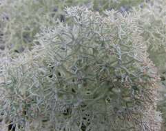 Image of star reindeer lichen