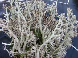 Слика од Cladonia rangiferina (L.) Weber ex F. H. Wigg.