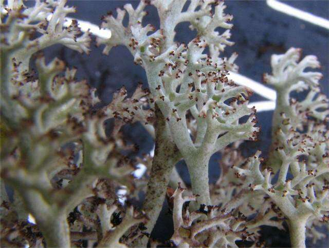 Слика од Cladonia rangiferina (L.) Weber ex F. H. Wigg.