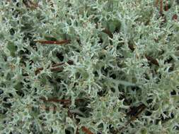 Image of Thorn cladonia