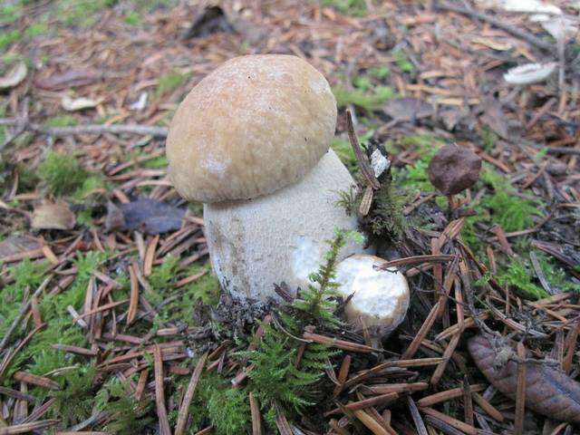 Image of Boletus