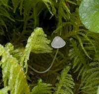 Image of Mycena aciculata (A. H. Sm.) Desjardin & E. Horak 2002