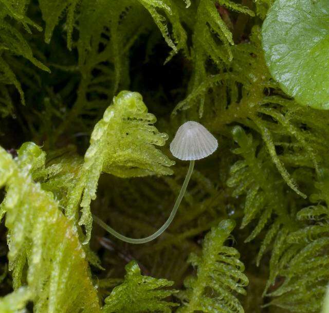 Imagem de Mycena aciculata (A. H. Sm.) Desjardin & E. Horak 2002