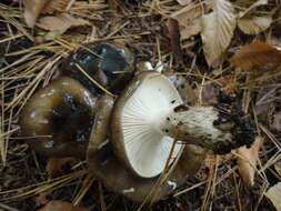 Sivun Hygrophorus fuligineus Frost 1884 kuva