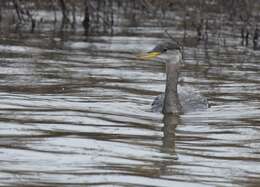 Image of Red-necked Grebe