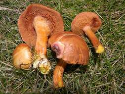 Image of Chalciporus