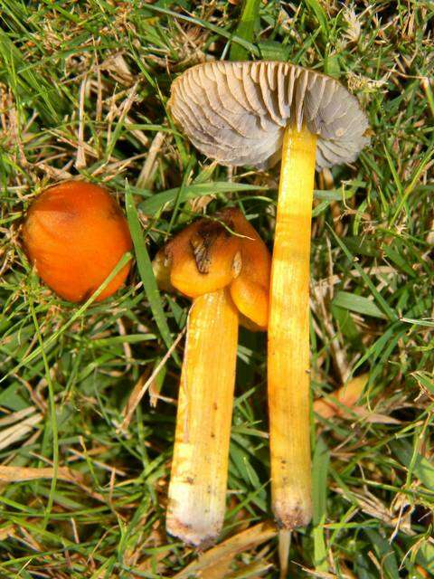 Image of waxcaps (fungi)